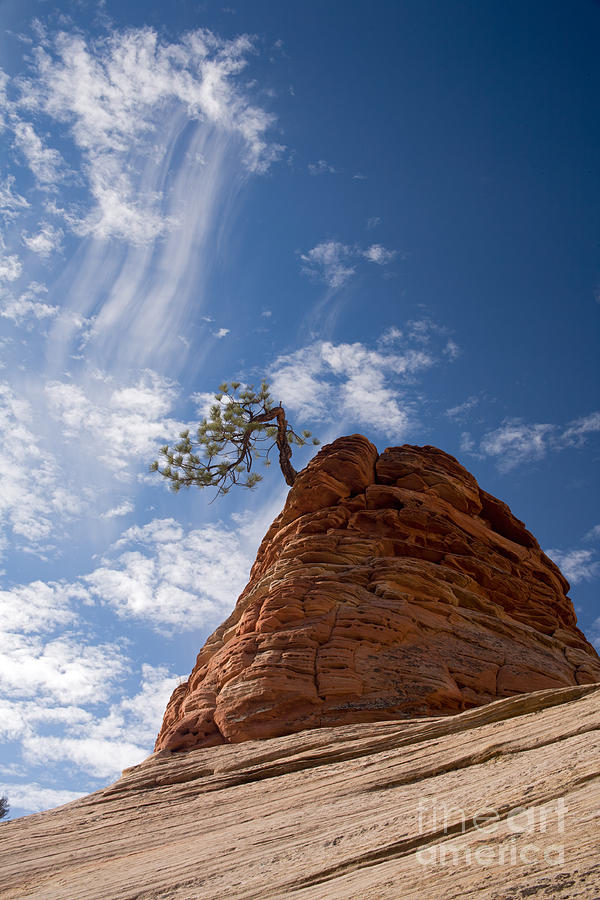 Lone Pine Tree Photograph by Fred Stearns