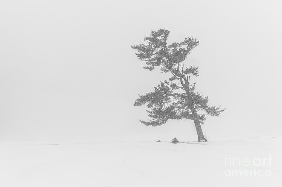 Lone Pine Tree In A Blizzard Photograph by Benjamin Williamson