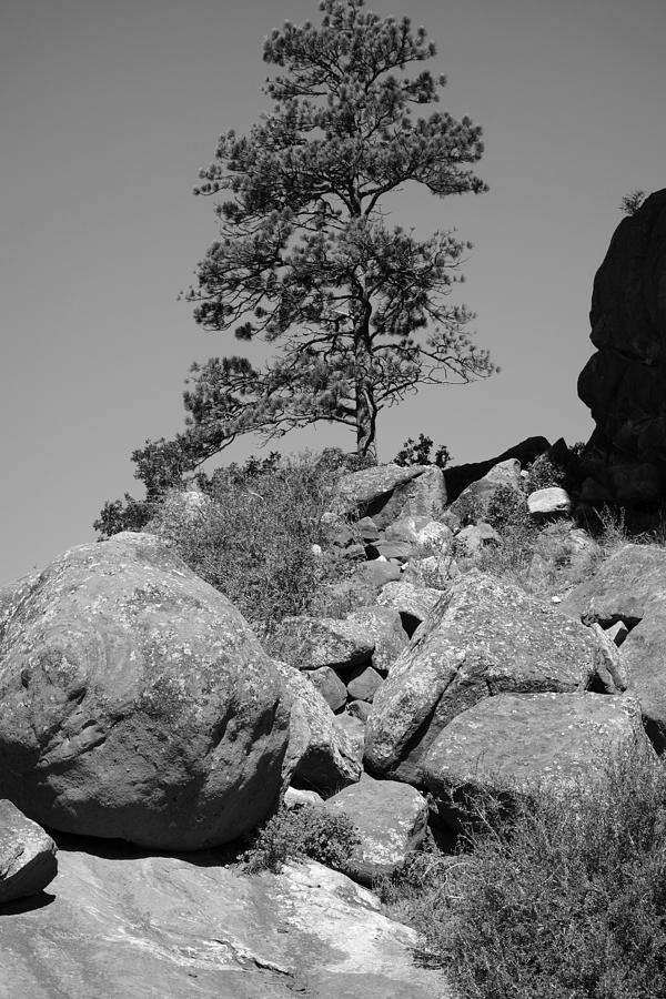 Lone Pine Tree in Black and White Photograph by Ann Powell
