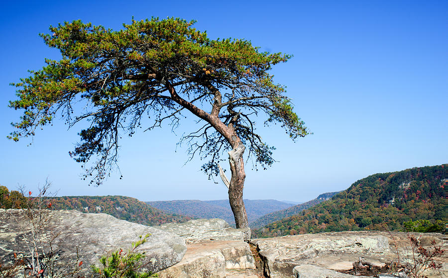 Lone Pine Tree Scrub Photograph by Douglas Barnett