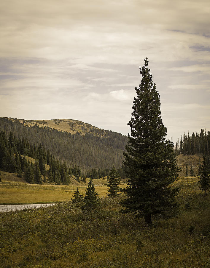 Rocky Mountain National Park Photograph - Lone Pine by Wayne Meyer