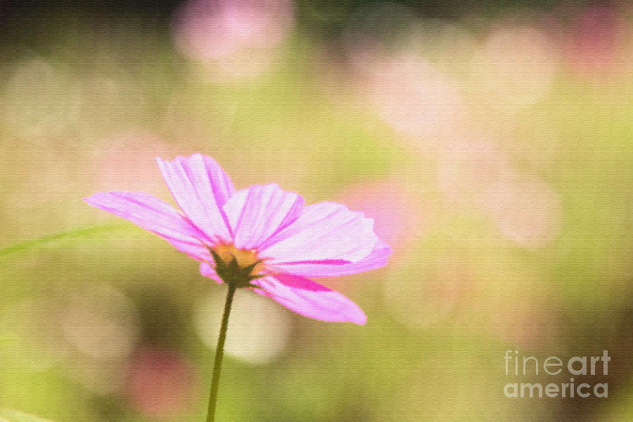 Lone Pink Cosmos Photograph by Beverly Claire Kaiya