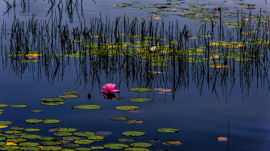 Lone Pink Water Lily  Photograph by Louis Dallara
