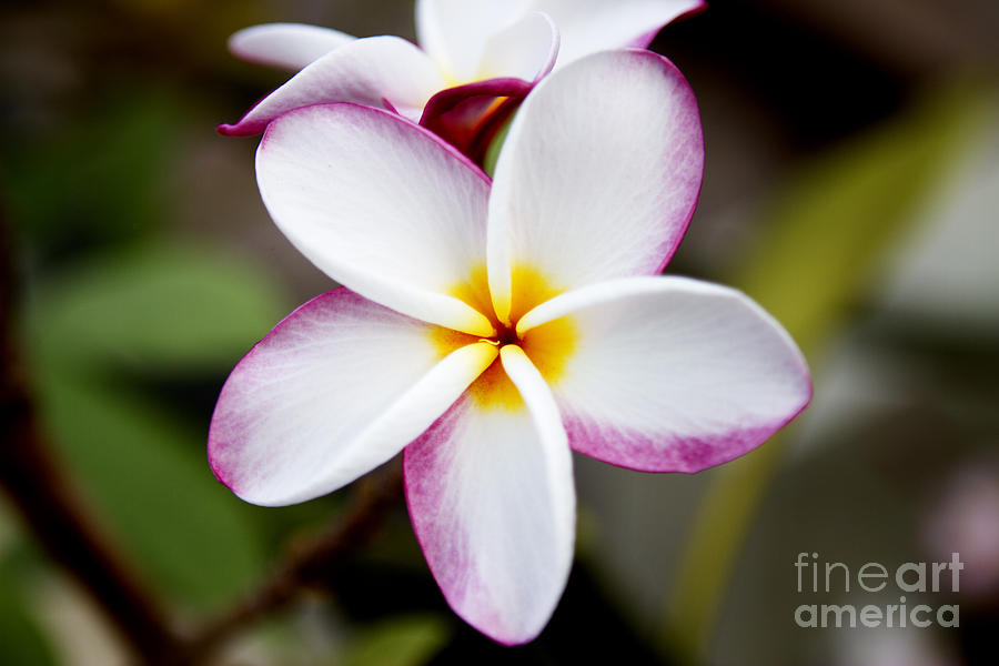 Flowers Still Life Photograph - Lone Plumeria by Thanh Tran