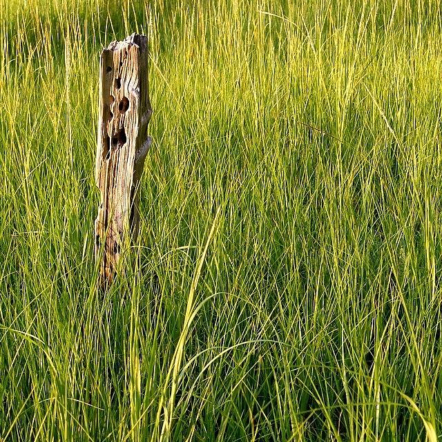 Grass Photograph - Lone Post by Justin Connor
