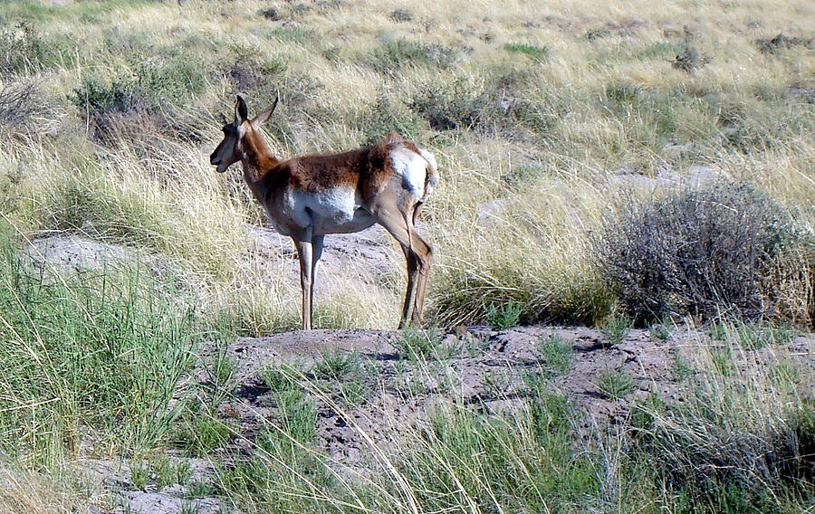 Lone Pronghorn Photograph by Susan Woodward