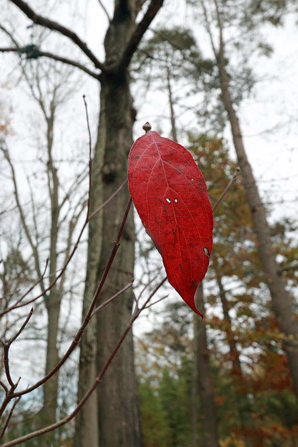 Lone Red Leaf Photograph by Mary Haber