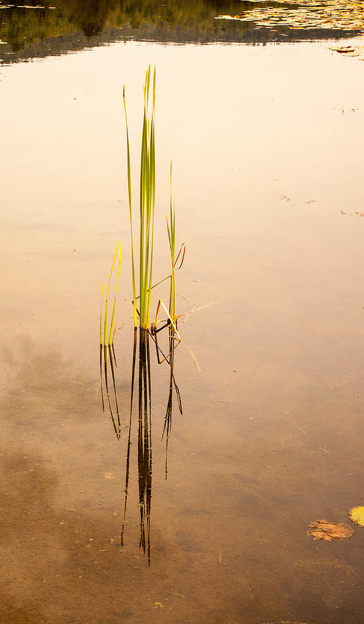 Lone Reeds in Pond Photograph by Vance Bell