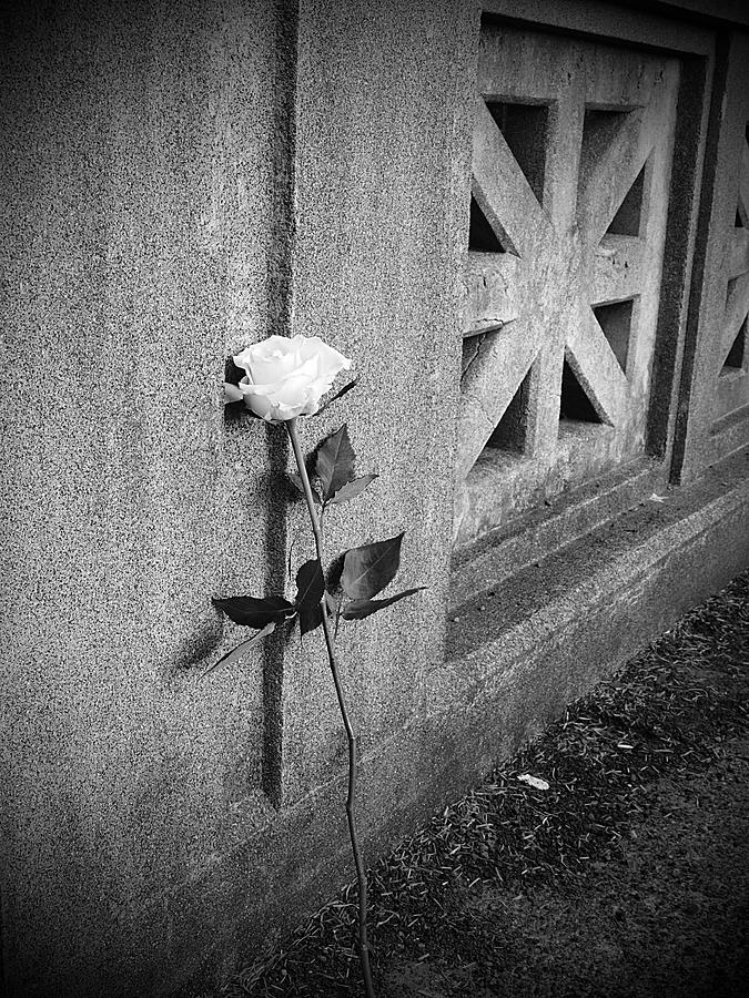 Rose Photograph - Lone Rose by HW Kateley