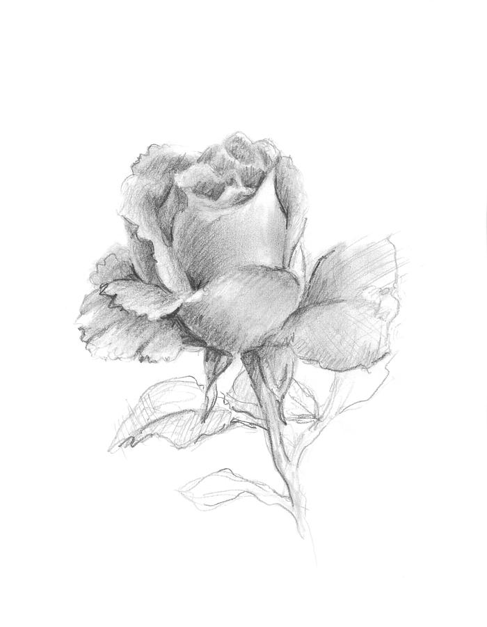 Lone Rose Drawing