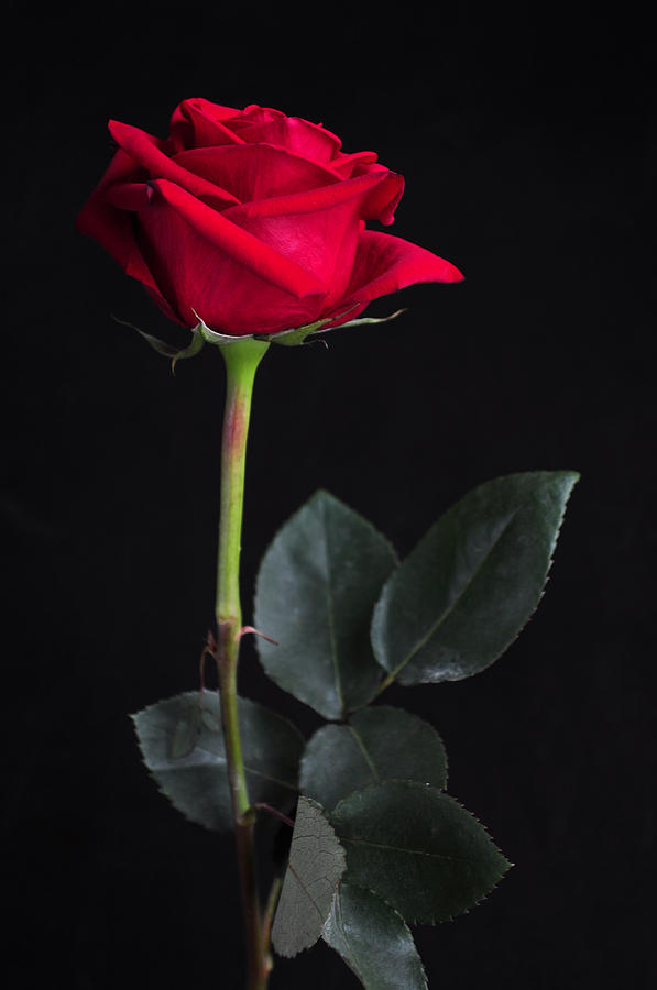 Lone Rose by Thomas Shockey