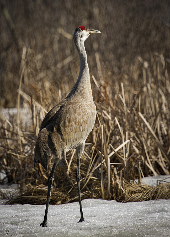 Lone Sandhill Crane 1 Photograph by Thomas Young