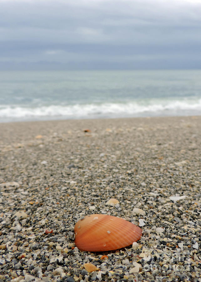Lone Sea Shell Photograph by Nancy L Marshall