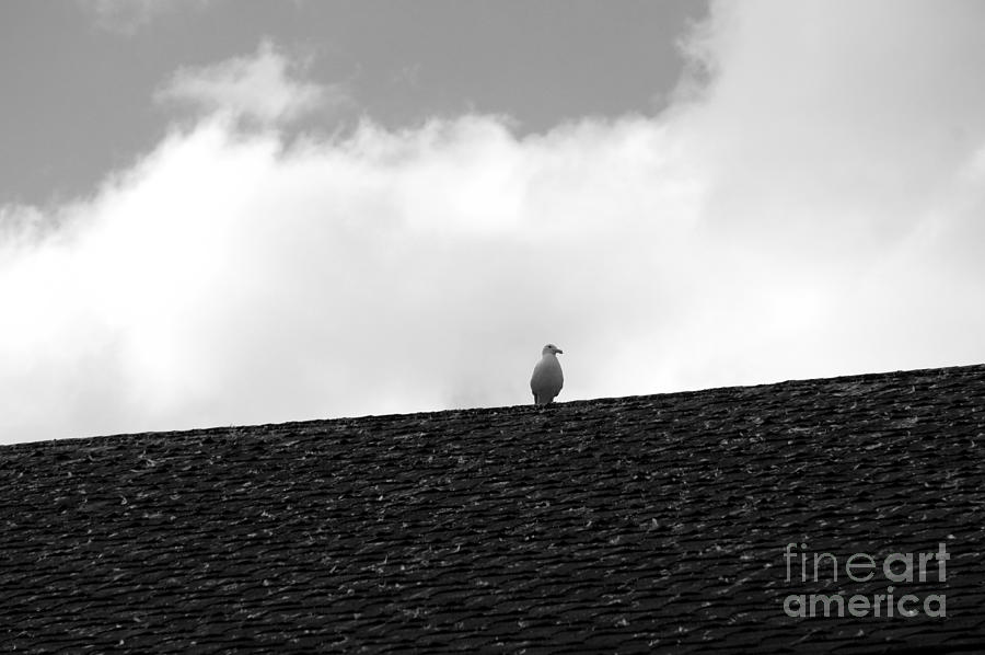 Lone Seagull on a Rooftop Photograph by John  Mitchell