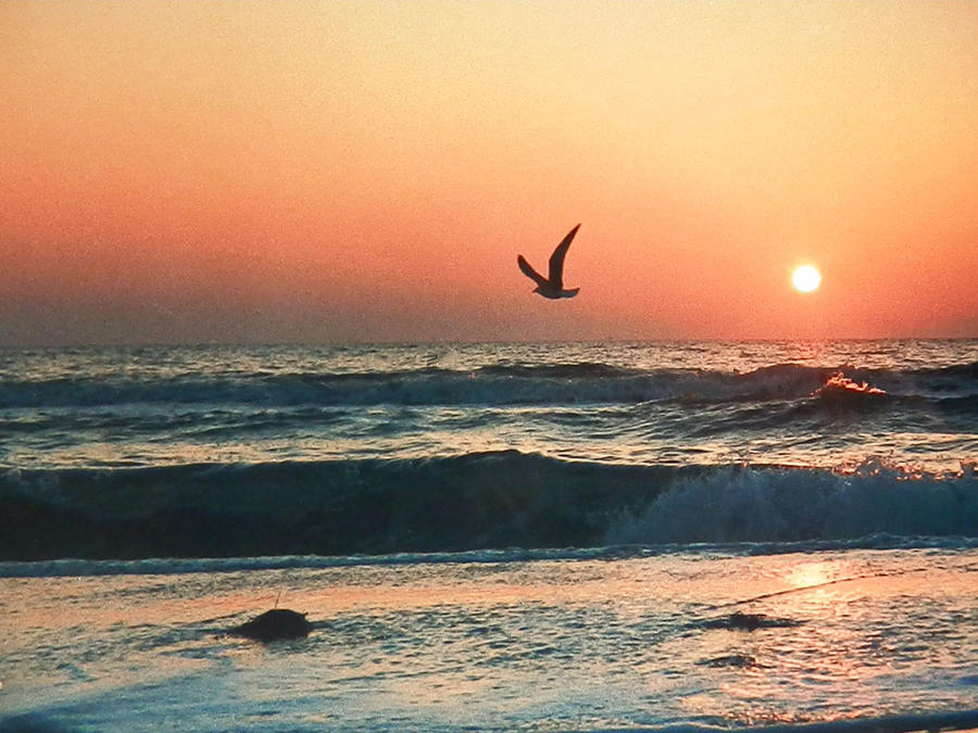 Lone Seagull Sunset Flight Photograph by Belinda Lee