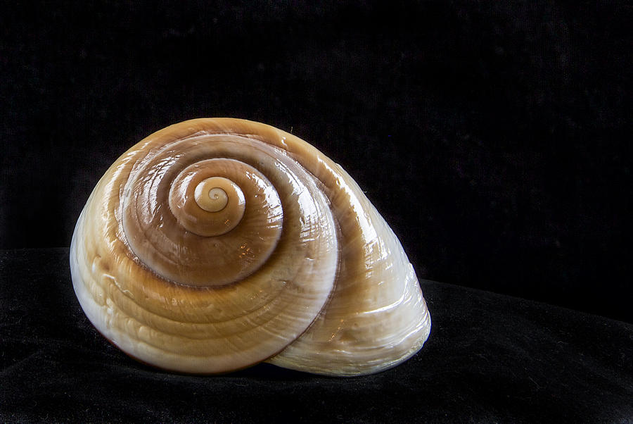 Lone Shell Photograph by Jean Noren