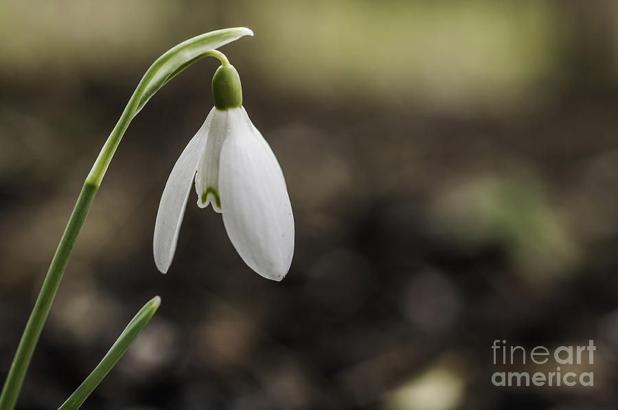 Lone Snowdrop Photograph by Steve Purnell