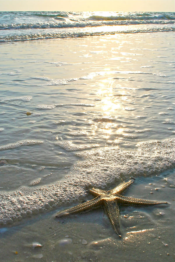 Ocean Photograph - Lone Star on Lovers Key Beach by Olivia Novak