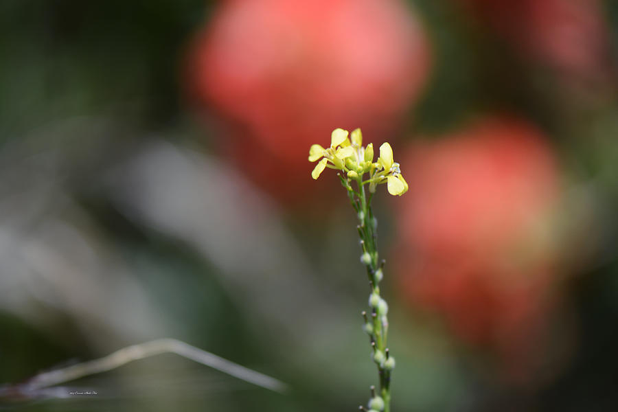 Lone Star. Yellow Texas Wildflower Photograph by Connie Fox