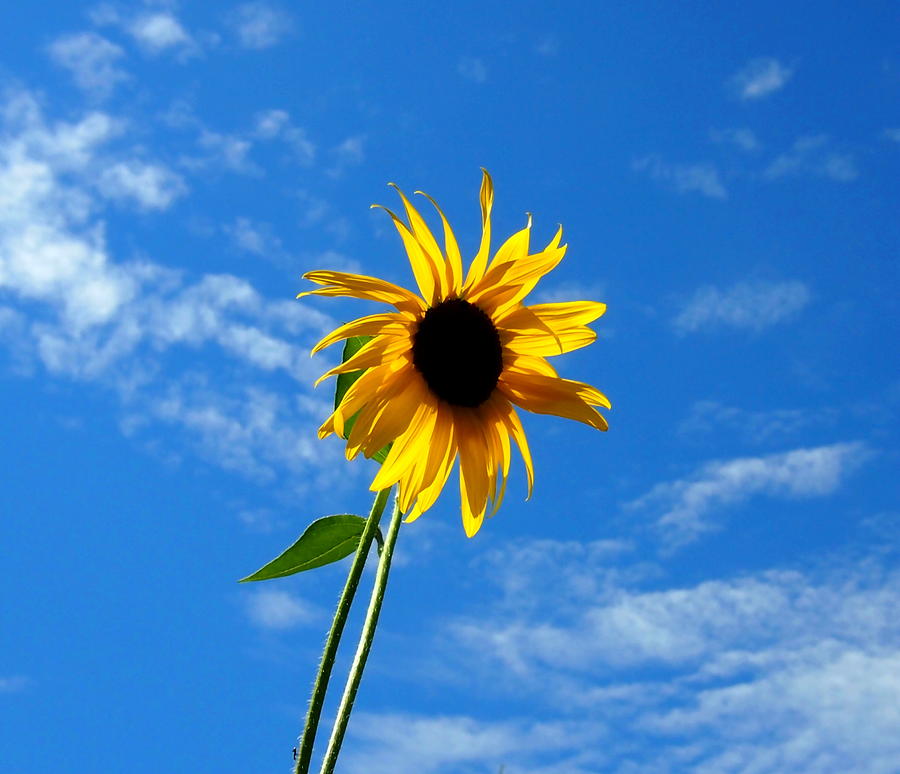 Lone Sunflower in a Summer Blue Sky Photograph by Amy McDaniel
