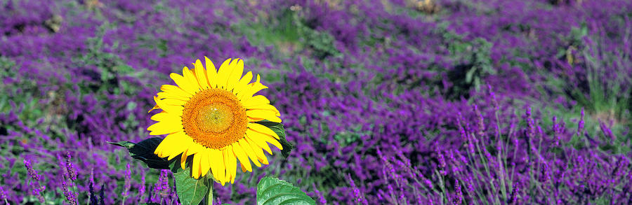 Sunflower Photograph - Lone Sunflower In Lavender Field France by Panoramic Images
