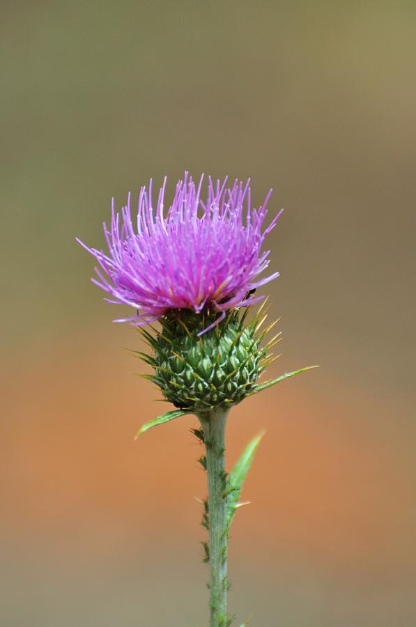 Lone Thistle Photograph by Barbara Stellwagen