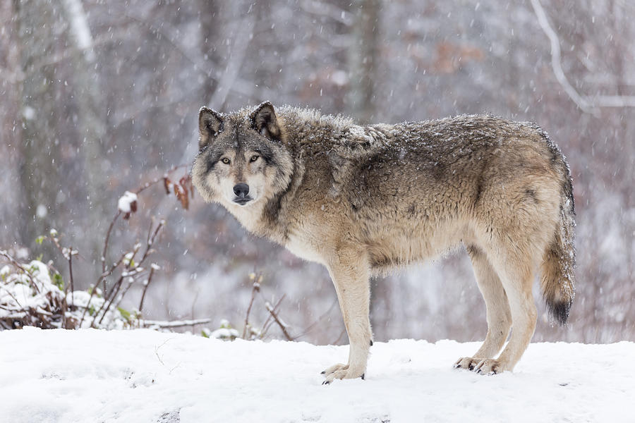 Lone Timber Wolf Photograph by Josef Pittner