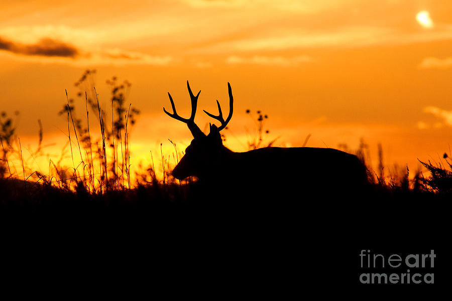 Deer Photograph - Lone Traveler by Jim Garrison