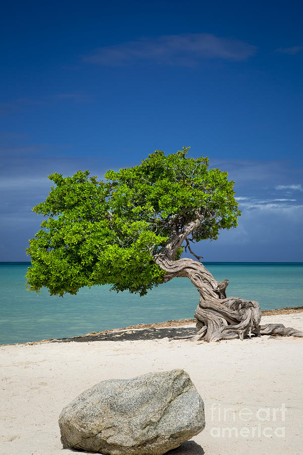 Lone Tree - Aruba Photograph by Brian Jannsen