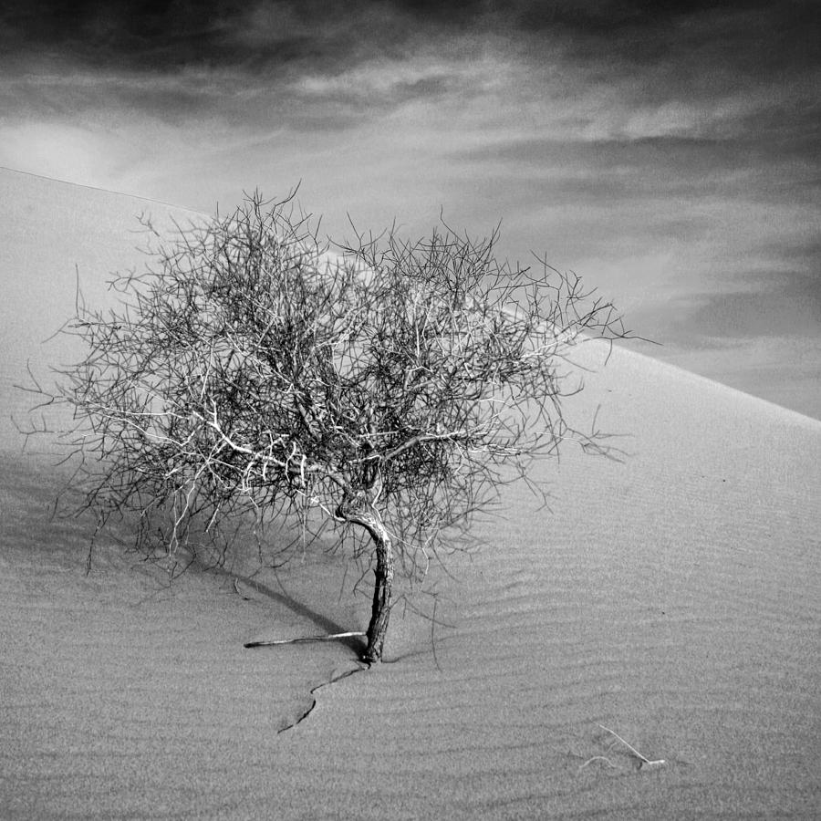 Lone tree 2 Photograph by Dominique Dubied
