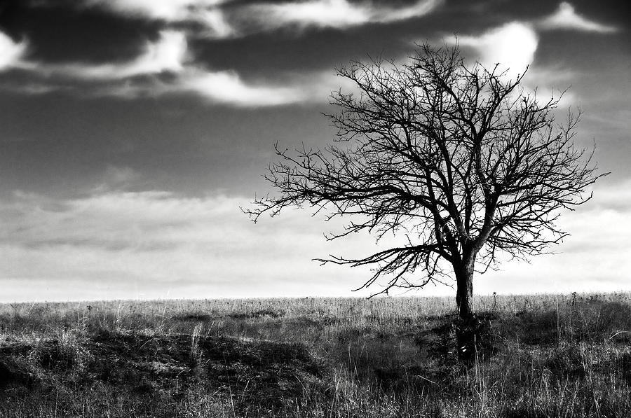 Black And White Photograph - Lone Tree 2 by Eric Benjamin