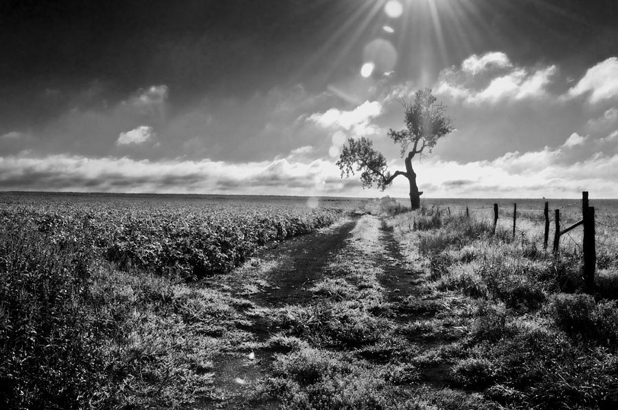 Black And White Photograph - Lone Tree 3 by Eric Benjamin