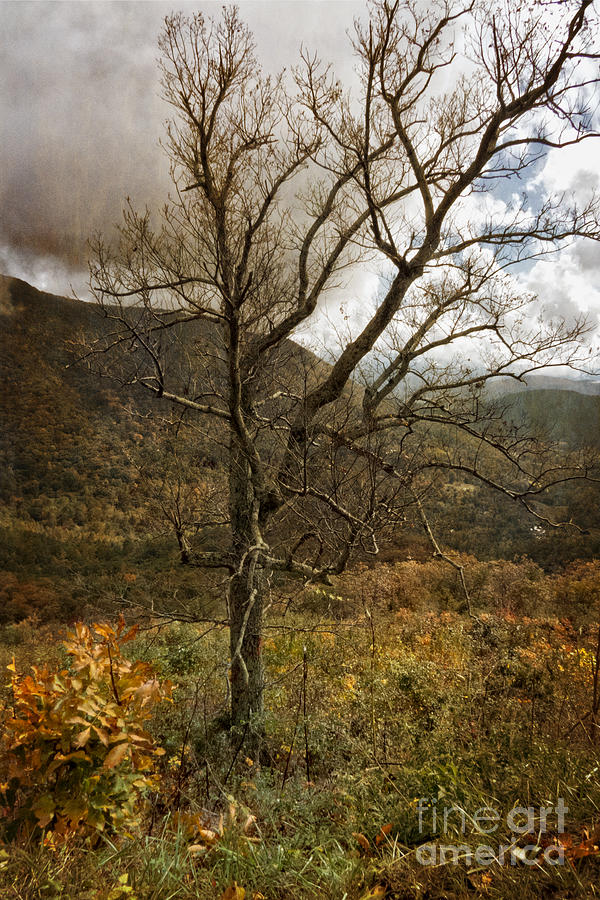 Lone Tree Along Skyline Drive Photograph by Dawn Gari