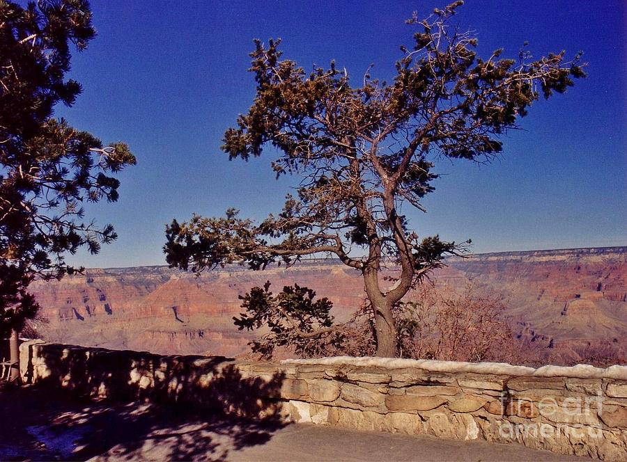 Grand Canyon National Park Photograph - Lone Tree Along the South Rim by John Malone