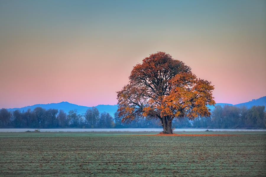 Lone Tree and Alpenglow Photograph by Joseph Bowman