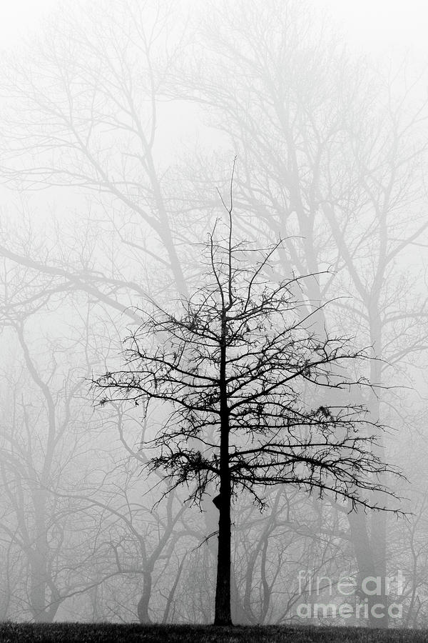 Lone Tree and Fog - D007636bw Photograph by Daniel Dempster