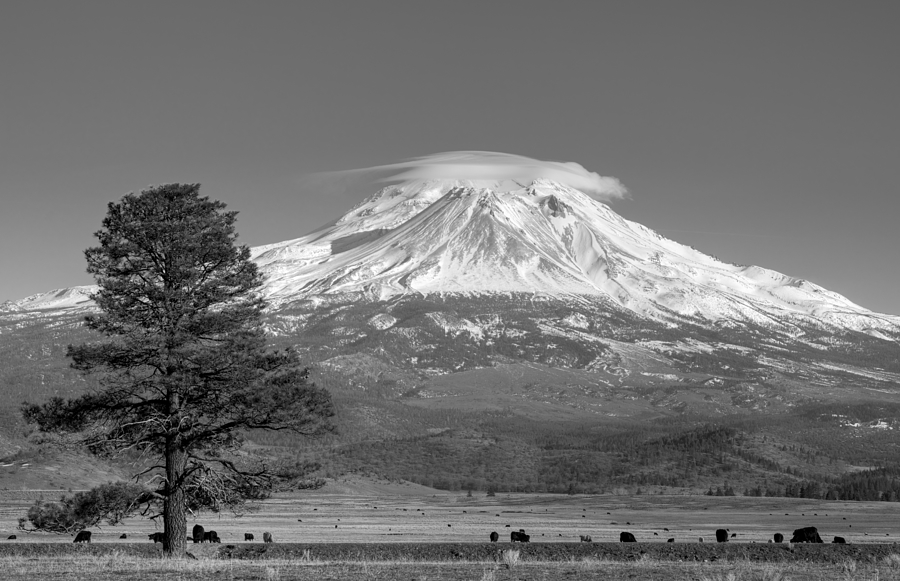 Lone Tree and Mount Shasta Monochrome Photograph by Loree Johnson