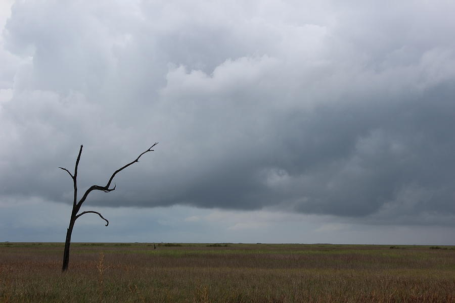 Lone tree and storm over marsh Photograph by Toni and Rene Maggio