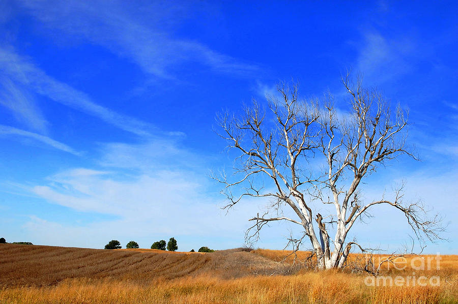 Nature Photograph - Lone Tree by Anjanette Douglas