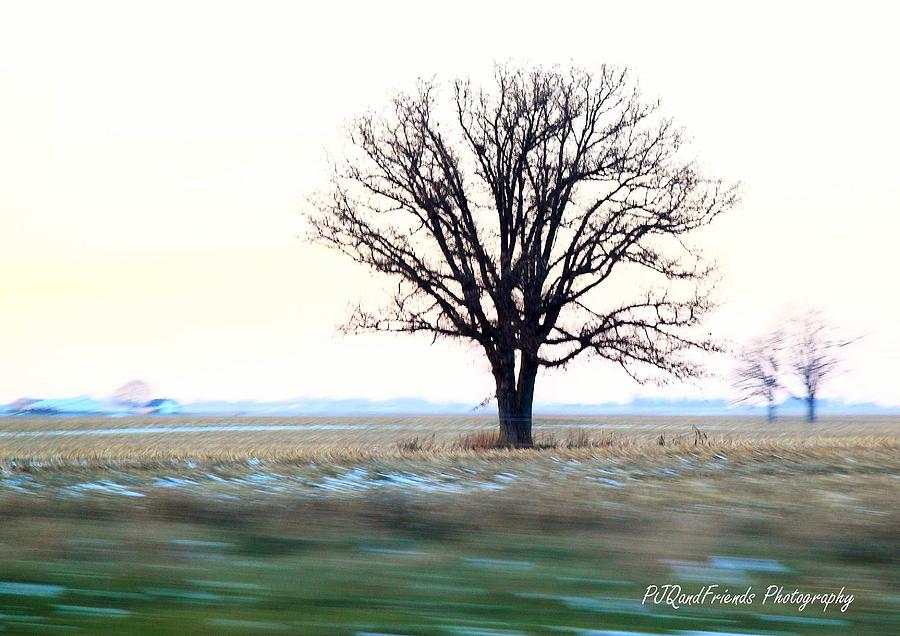 Lone Tree at 70 Photograph by PJQandFriends Photography