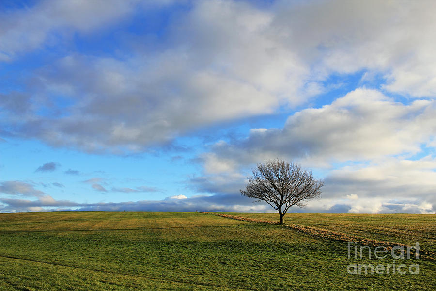 Lone tree at Epsom Downs UK Photograph by Julia Gavin
