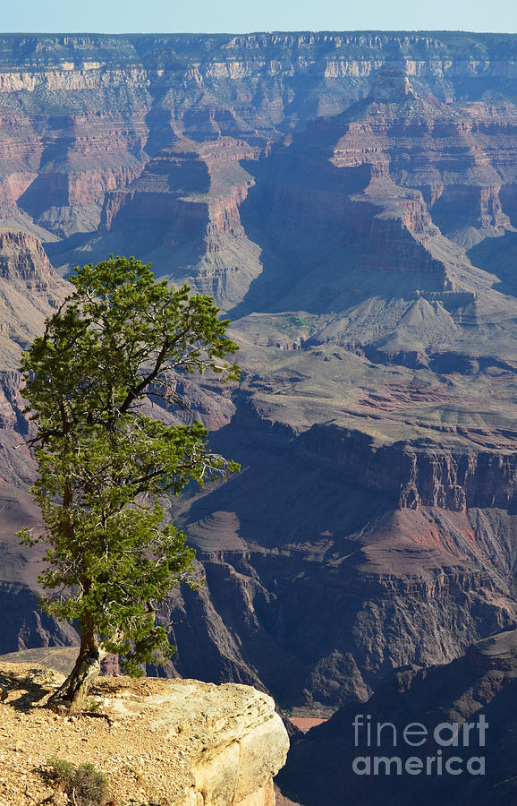Lone Tree at the Edge of Grand Canyon National Park Vertical Photograph by Shawn OBrien