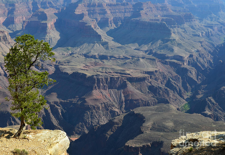 Lone Tree at the Edge of the Grand Canyon National Park Panoramic Photograph by Shawn OBrien