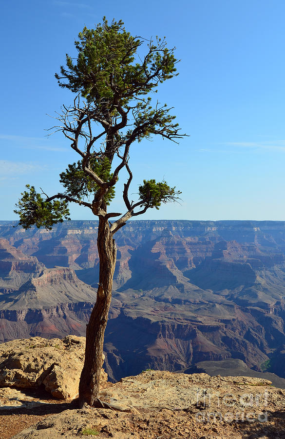 Grand Canyon National Park Photograph - Lone Tree at the Edge of the Grand Canyon Vertical by Shawn OBrien