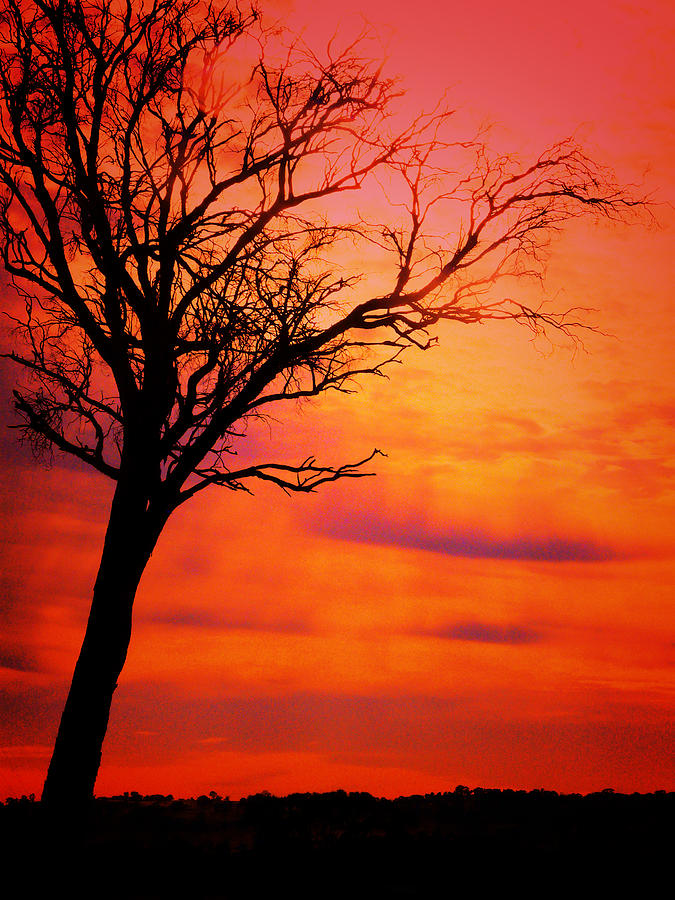 Nature Photograph - Lone Tree by Claire Hull