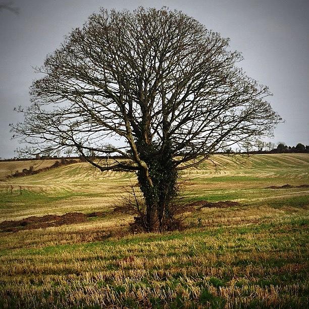 Lone Tree, Co. Cork.  I Discovered A Photograph by Maeve O Connell