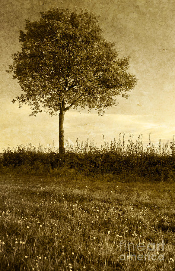 Lone Tree Photograph by David Lichtneker