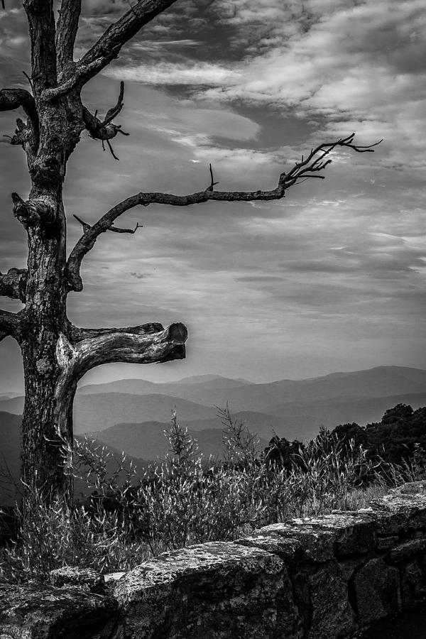 Lone Tree Photograph by Deidre Elzer-Lento