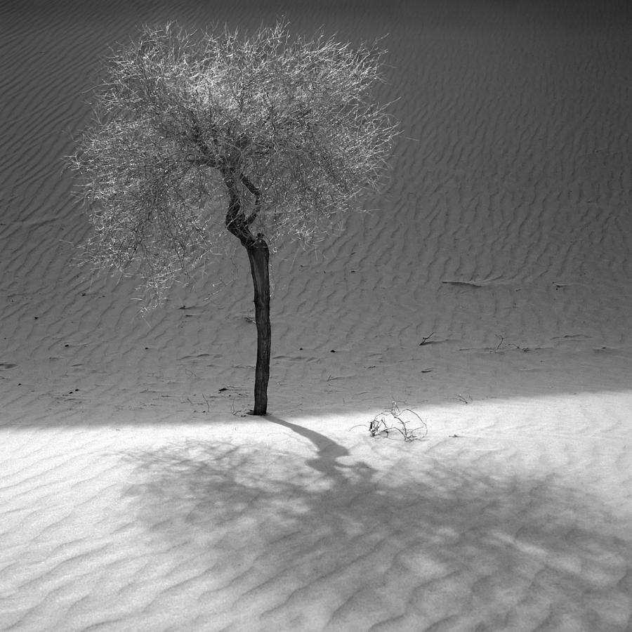 Lone tree Photograph by Dominique Dubied
