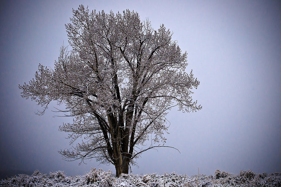 Lone Tree Photograph by Glenn Fillmore